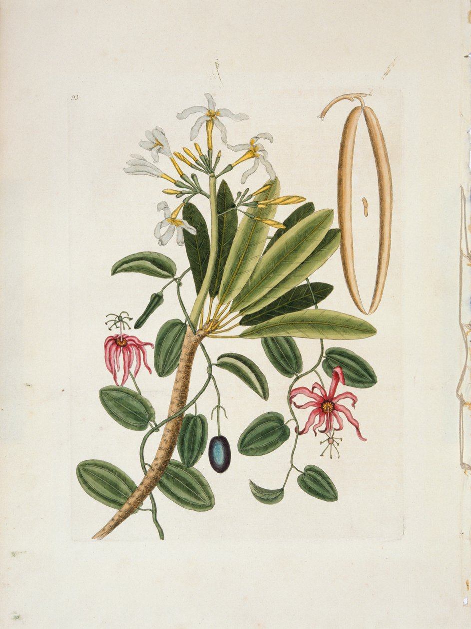 Plumeria obtusa L. Singapore Frangipani, c1700-1740. de Mark Catesby