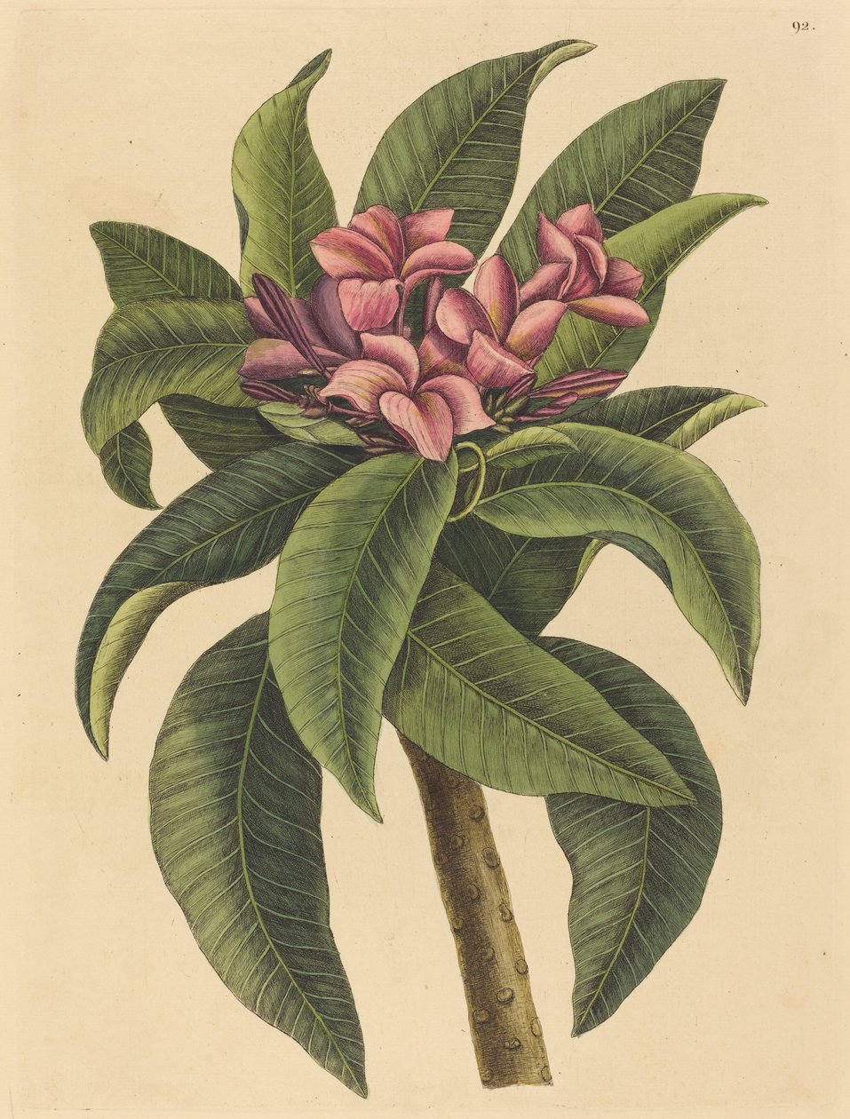 Frangipanni vermelho (Plumeria rubra) de Mark Catesby