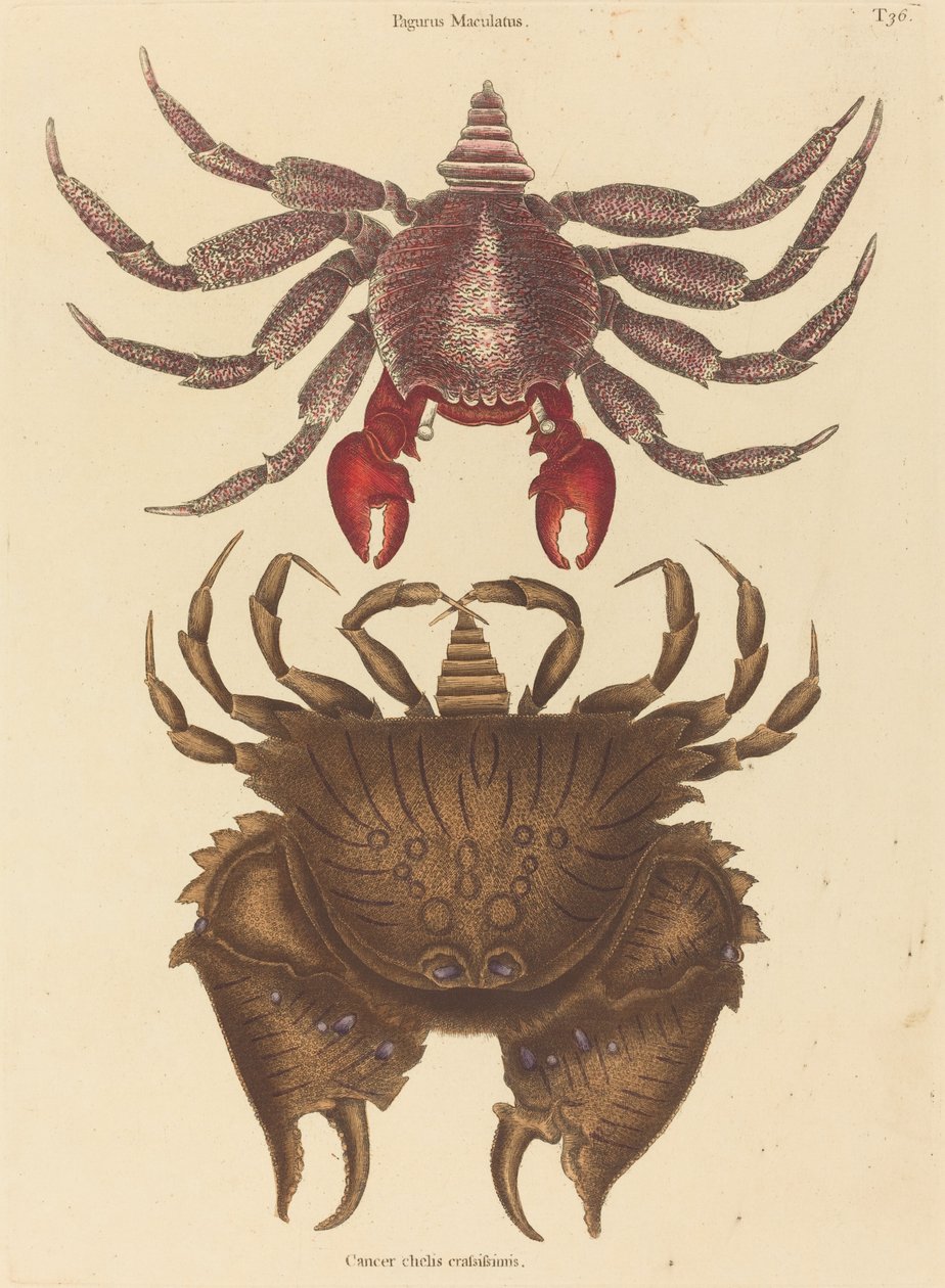 Red Mottled Rock-crab Cancer grapsus, publicado em 1731-1743. de Mark Catesby
