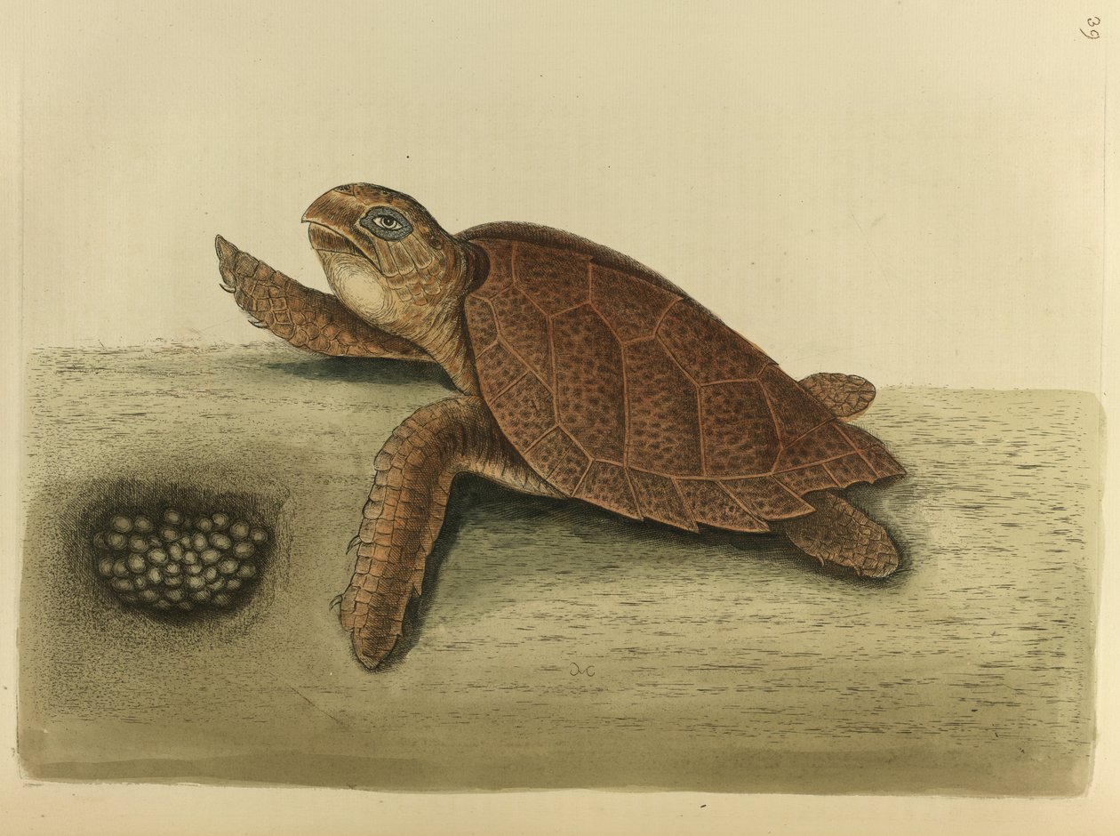 Testudo caretta. A tartaruga-de-bico-grossudo de Mark Catesby