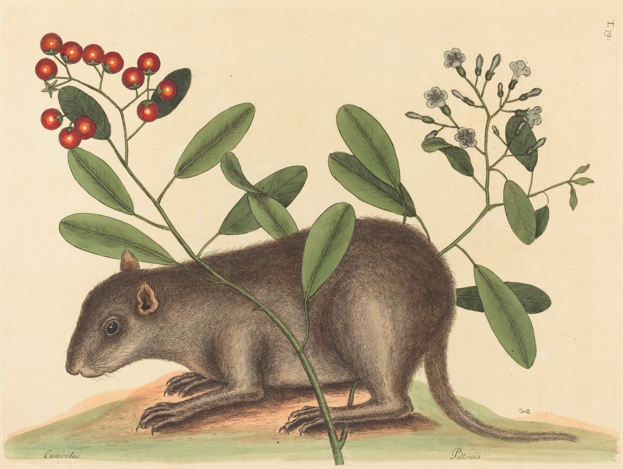 O Bahama Coney (Mus Monax) de Mark Catesby