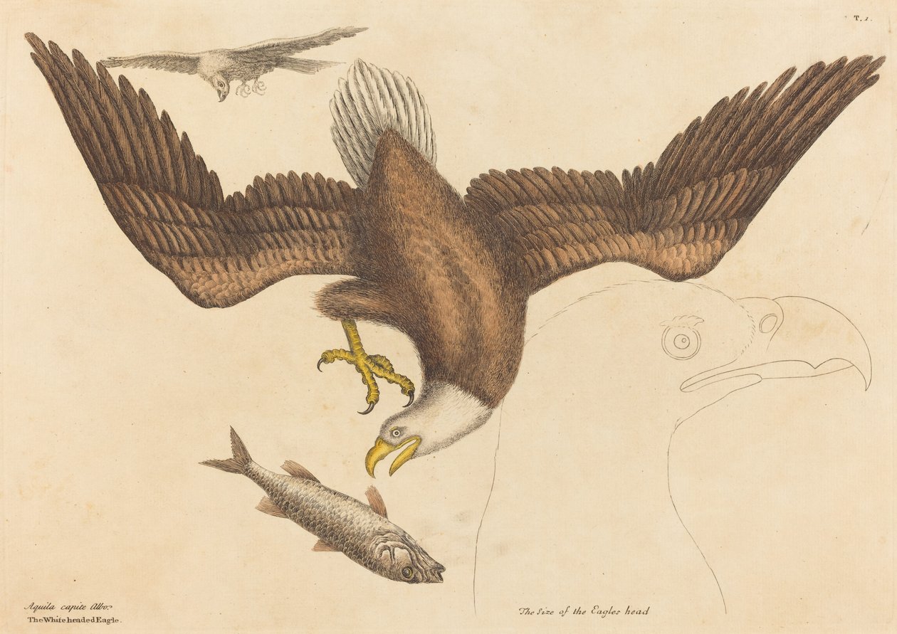 A águia americana (Falco leucocephalus) de Mark Catesby
