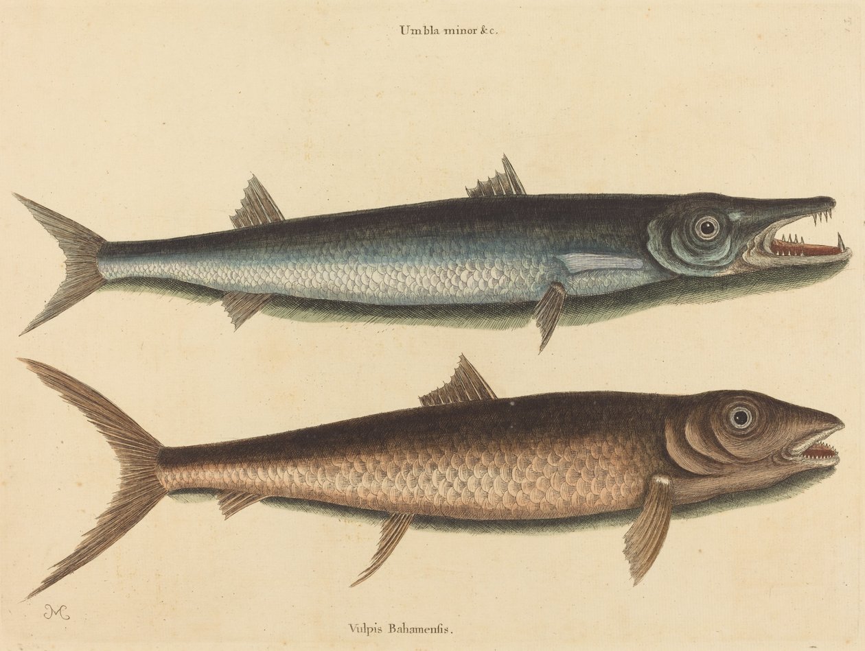 A Barracuda Esox barracuda, publicada em 1754. de Mark Catesby