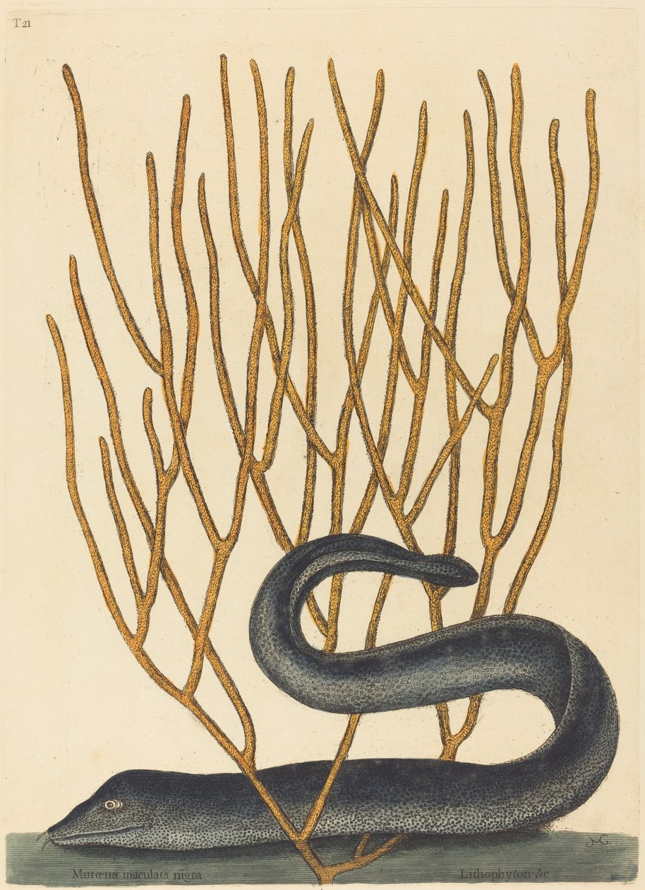 O Muray Preto (variedade Muraena helenae) de Mark Catesby