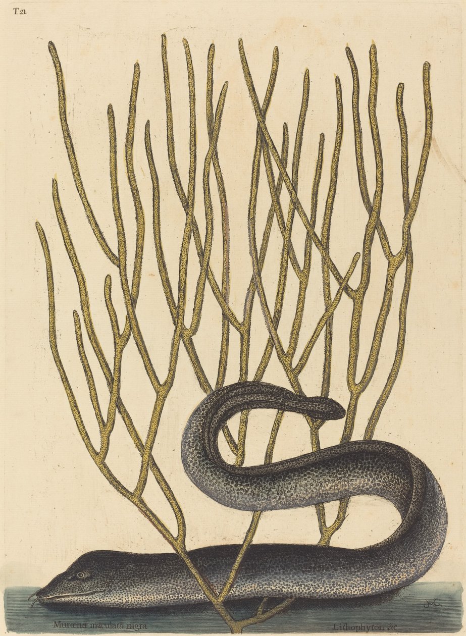 O Muray Preto (variedade Muraena helenae) de Mark Catesby
