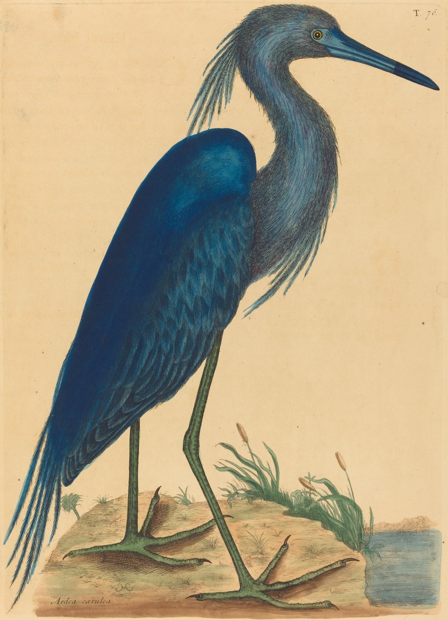 A garça azul (Ardea coerulea) de Mark Catesby
