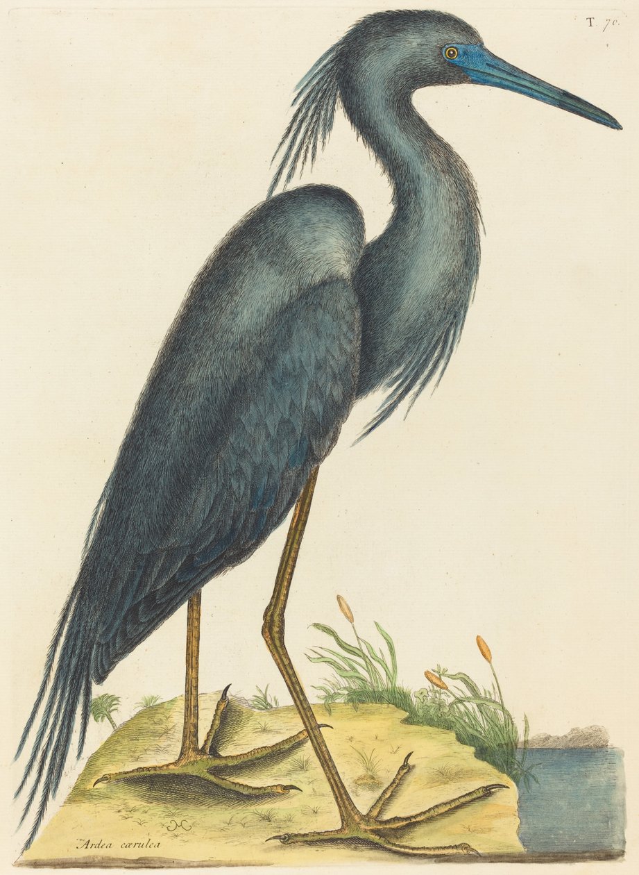 The Blue Heron Ardea coerulea, publicado em 1731-1743. de Mark Catesby