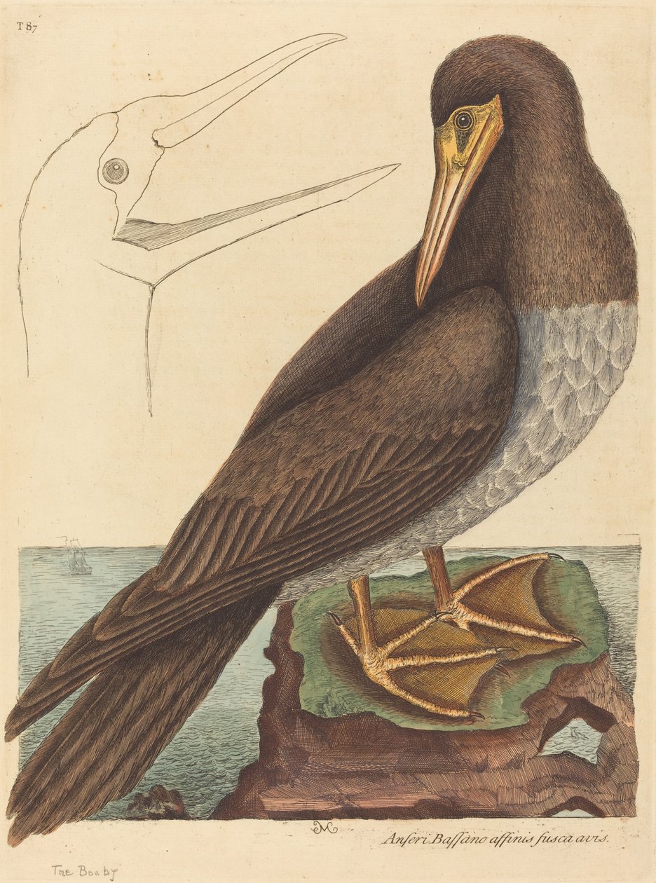 O Atobá (Pelecanus Sula) de Mark Catesby
