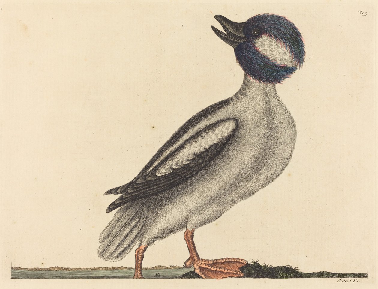 O Pato Cabeça de Buffel (Anas bucephala) de Mark Catesby