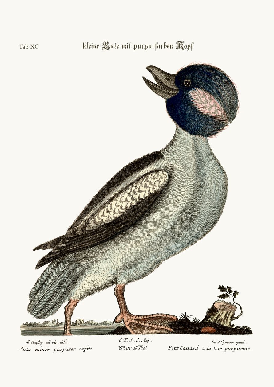 O pato da cabeça do Buffel, 1749-73 de Mark Catesby