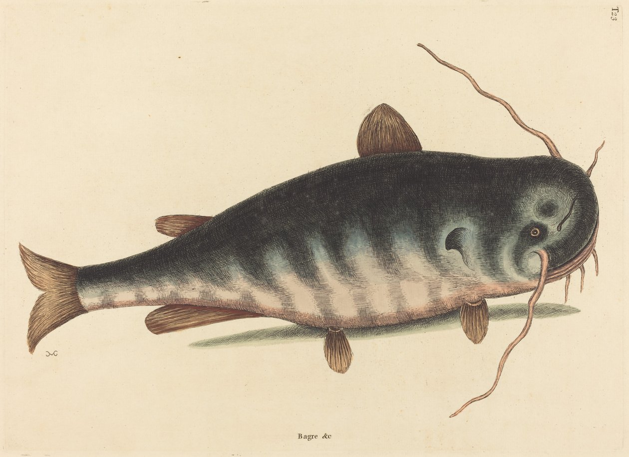 The Cat Fish Silurus catus catus, publicado em 1754. de Mark Catesby