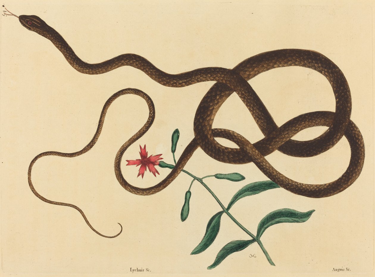 A Cobra-chicote (Coluber flagellum) de Mark Catesby