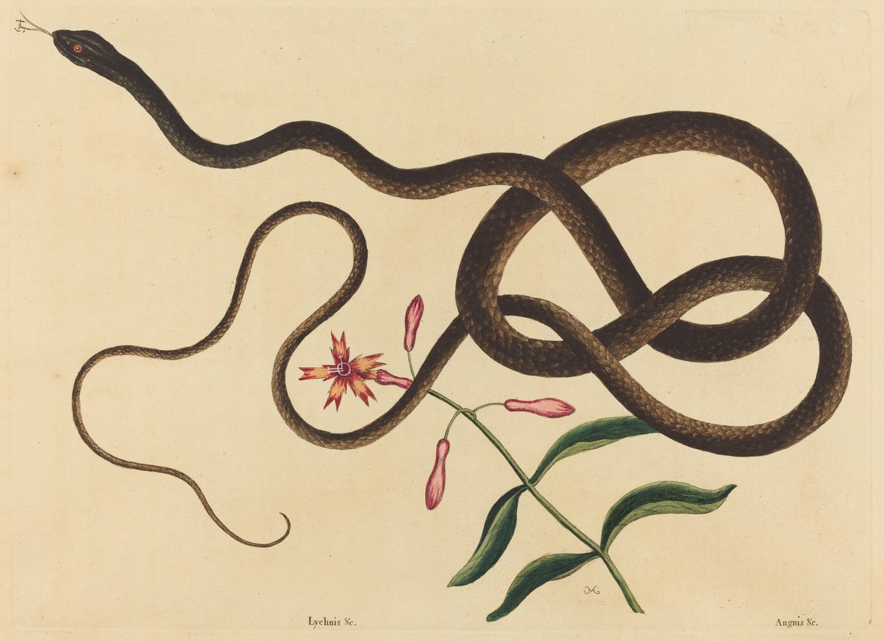 A Cobra-chicote (Coluber flagellum) de Mark Catesby