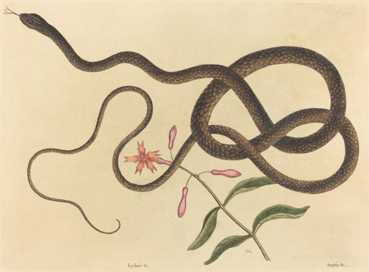 O flagelo de Cobra-chicote de Cobra, publicado 1731-1743. de Mark Catesby