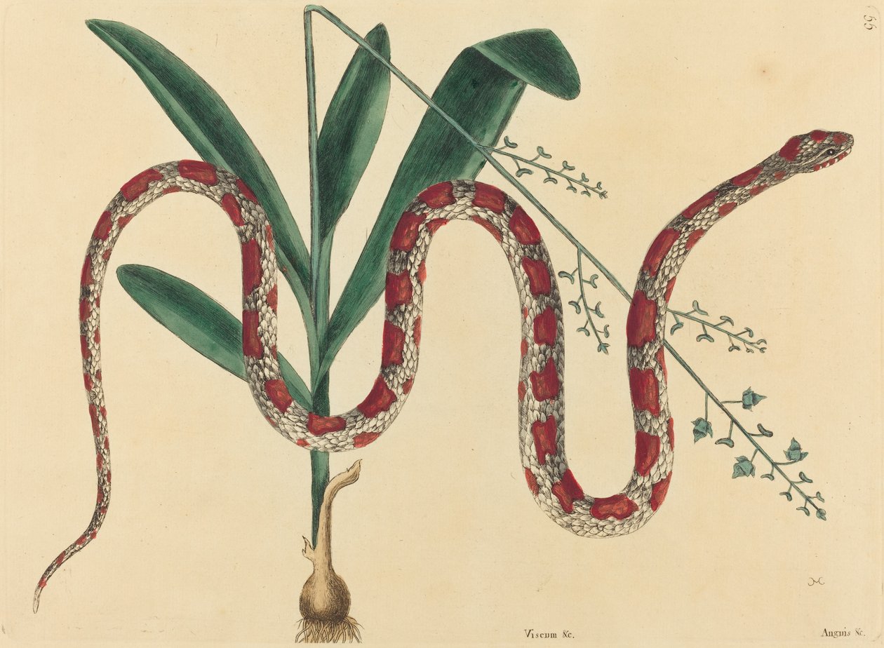 O Corn Snake Coluber fulvius, publicado 1731-1743. de Mark Catesby