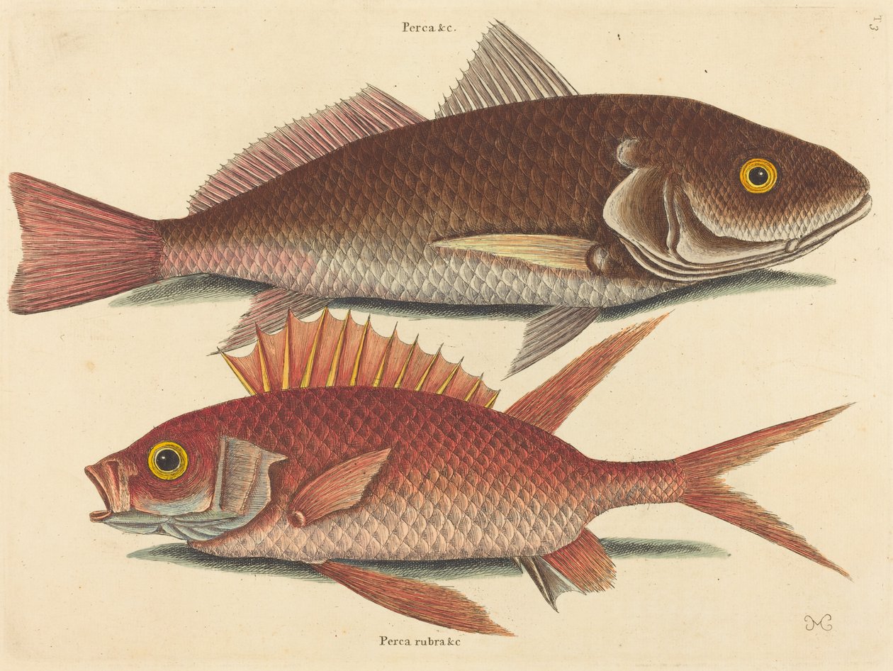 O Croker Perca undulata, publicado 1731-1743. de Mark Catesby