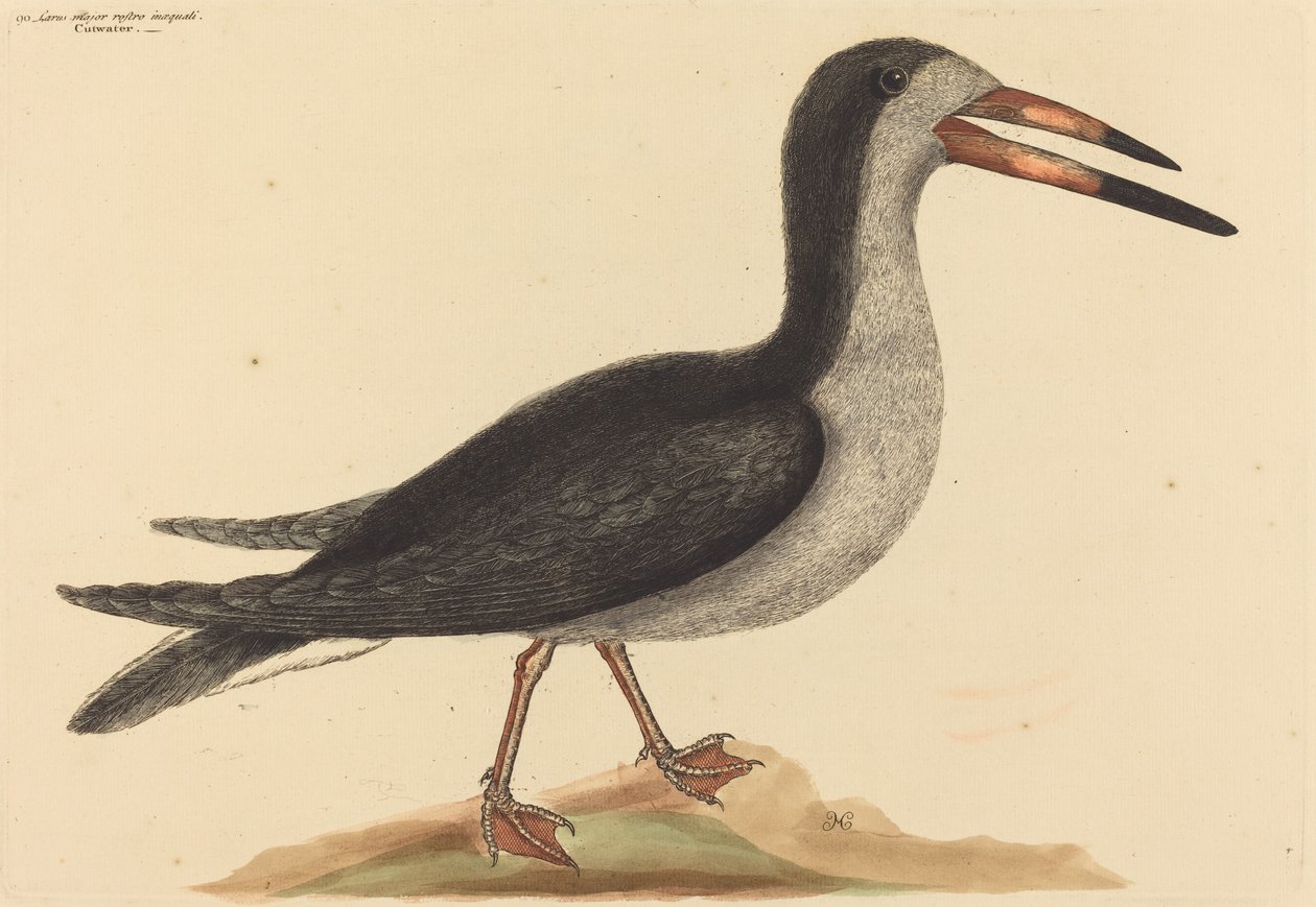 The Cutwater Rhynchops nigra, publicado em 1731-1743. de Mark Catesby