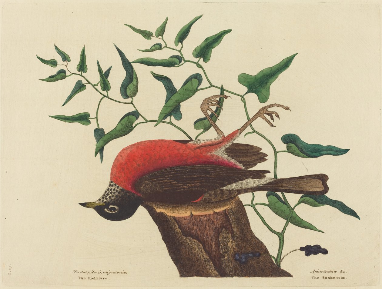 O Fieldfare da Carolina (Turdus migratorius) de Mark Catesby