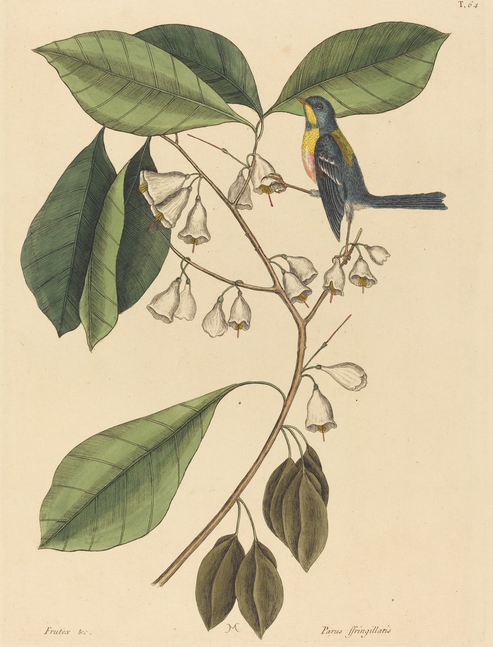 A trepadeira do passarinho (Parus americanus) de Mark Catesby