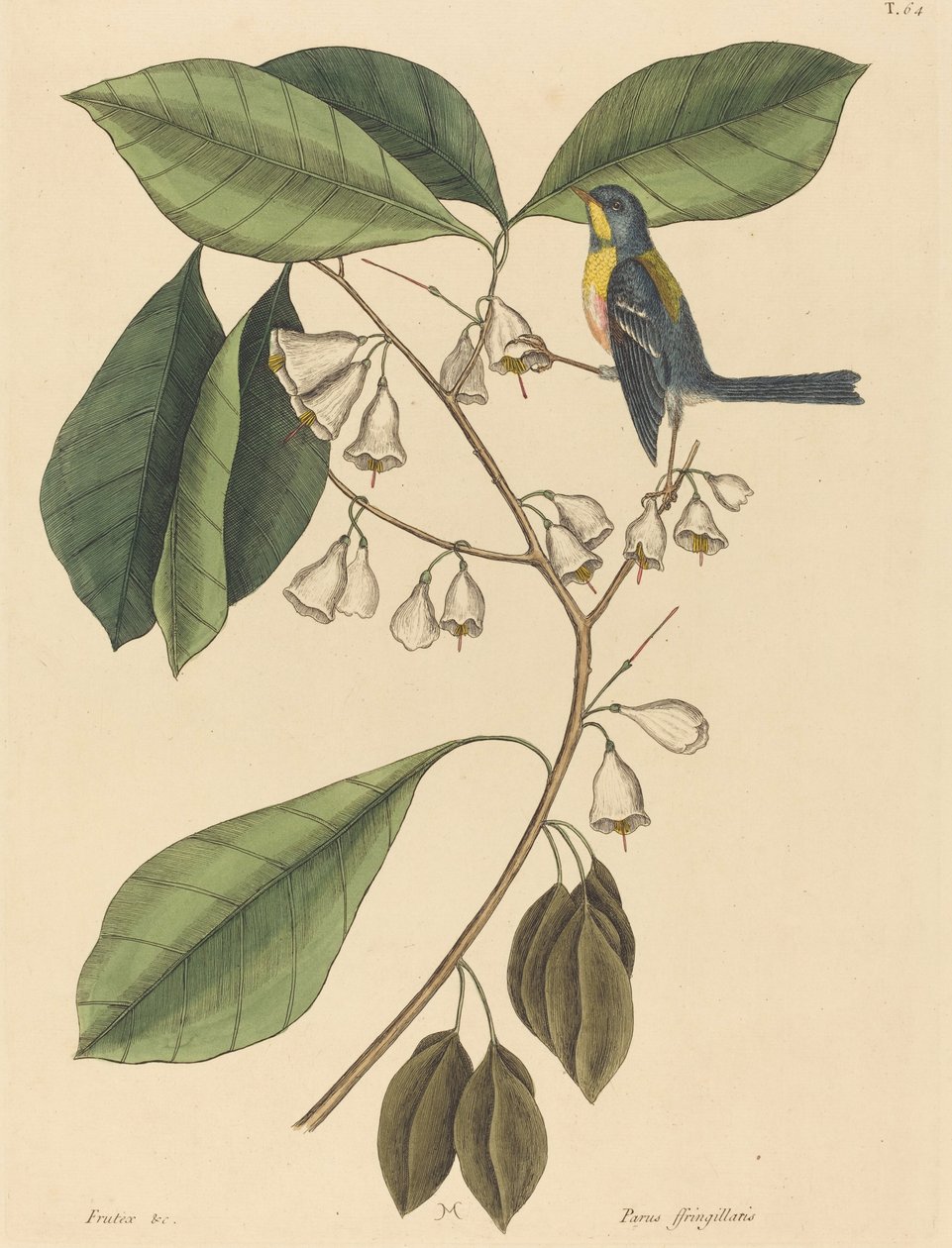 The Finch Creeper Parus americanus, publicado em 1731-1743. de Mark Catesby