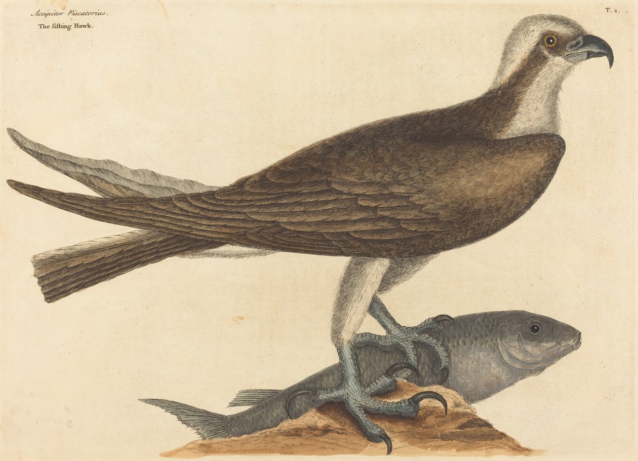 O falcão pescador (Falco haliaetus) de Mark Catesby