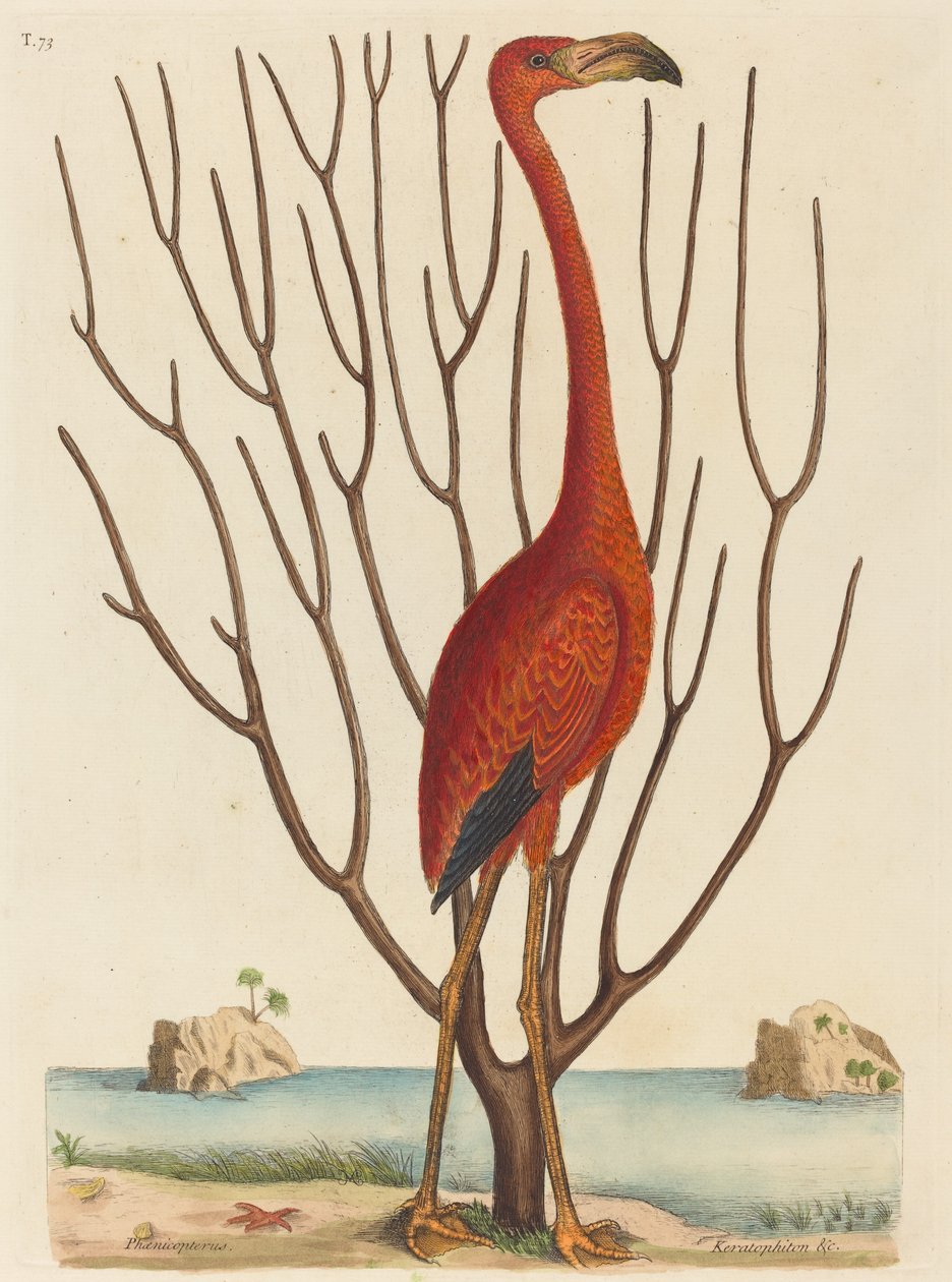 O Flamingo (Phoenicopterus ruber) de Mark Catesby