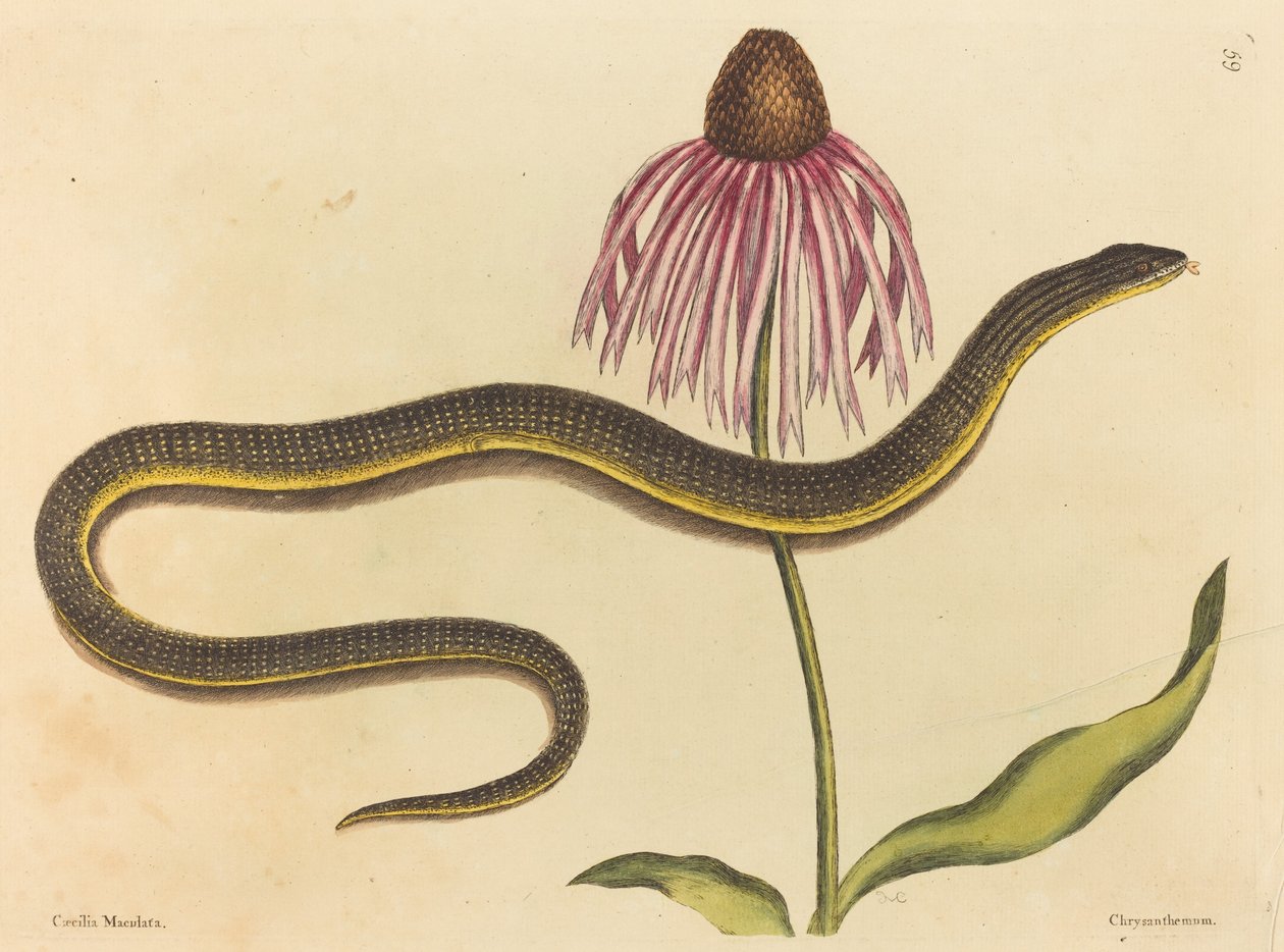 A cobra de vidro (Anguis ventralis) de Mark Catesby