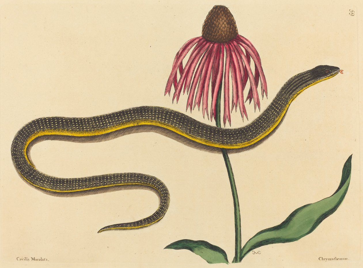 The Glass Snake Anguis ventralis, publicado em 1731-1743. de Mark Catesby