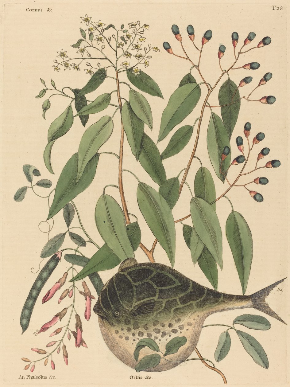 O Peixe Globo (Tetrodon lagocephalus) de Mark Catesby