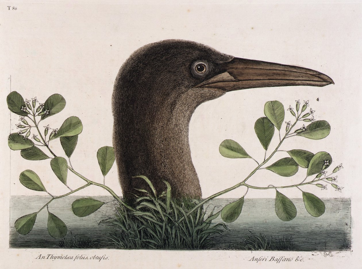 O grande atobá (An Thymelaea foliis obtusis, Anseri Bassano  c.) de Mark Catesby