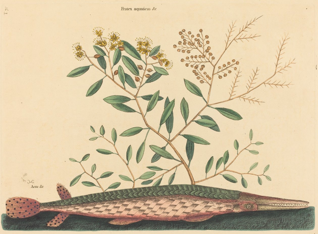 The Green Gar Fish Esox osseus, publicado em 1731-1743. de Mark Catesby