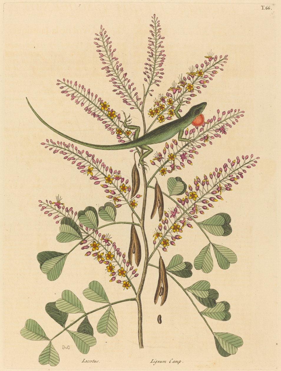 O Lagarto Verde da Jamaica Lacerta bullaris, publicado 1731-1743. de Mark Catesby