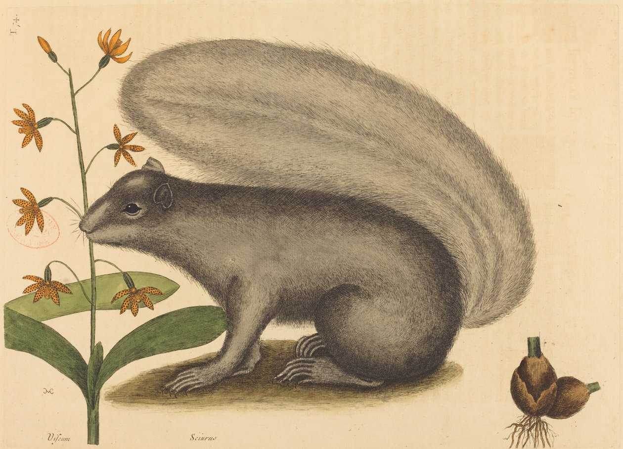 O Esquilo Raposa Cinzenta (Sciurus cinereus) de Mark Catesby
