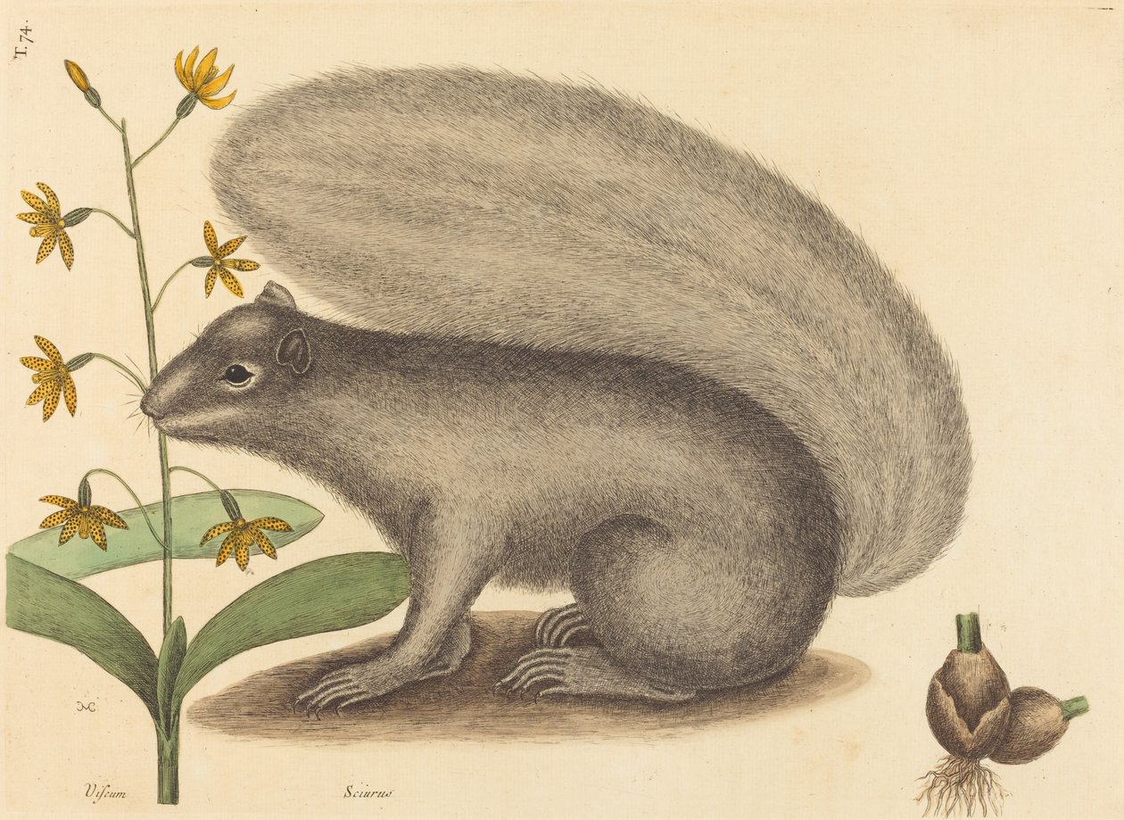 O Esquilo Raposa Cinzenta Sciurus cinereus, publicado 1731-1743. de Mark Catesby