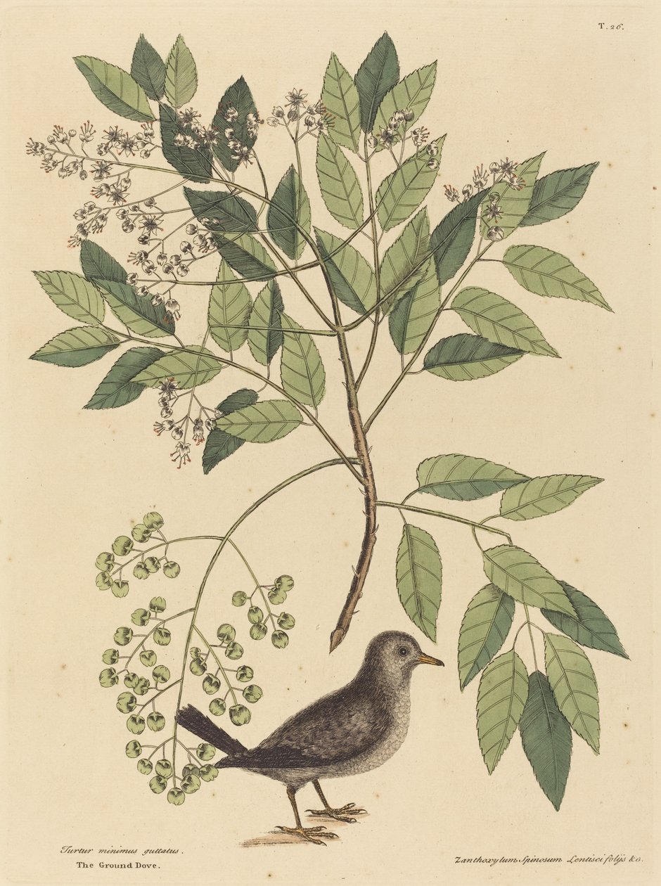A pomba do chão (Columba passerina) de Mark Catesby