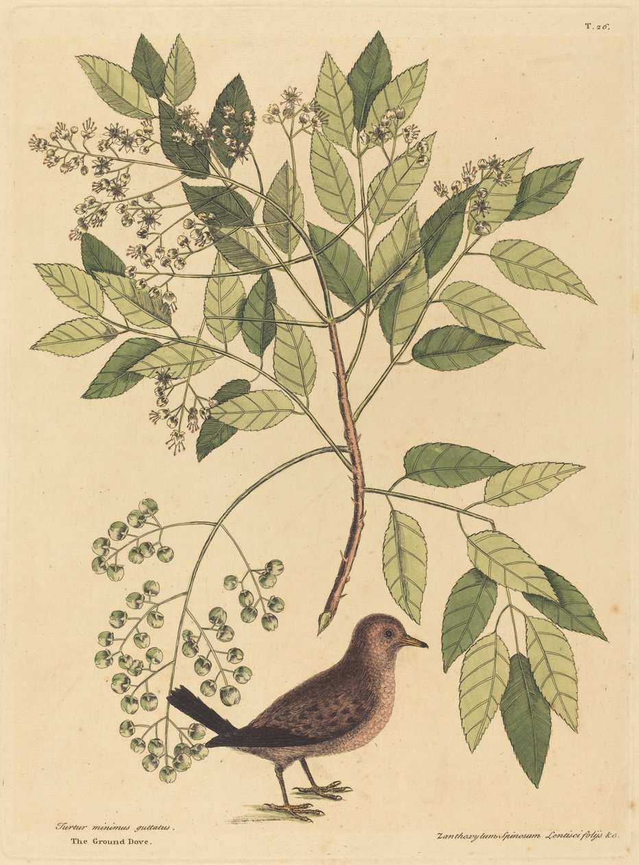 A pomba do chão (Columba passerina) de Mark Catesby