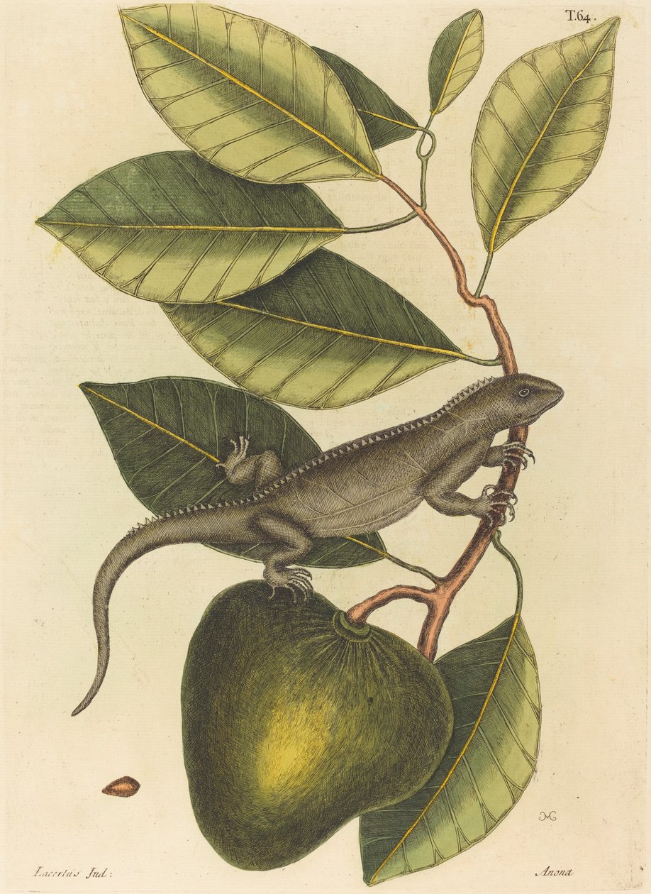 The Guana Lacerta Iguana, publicado em 1731-1743. de Mark Catesby
