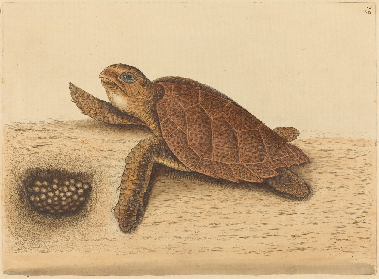 A tartaruga-de-bico-de-falcão (Testudo caretta) de Mark Catesby