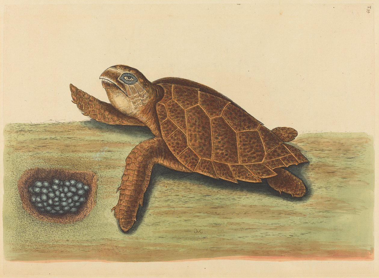 A tartaruga-de-bico-de-falcão (Testudo caretta) de Mark Catesby