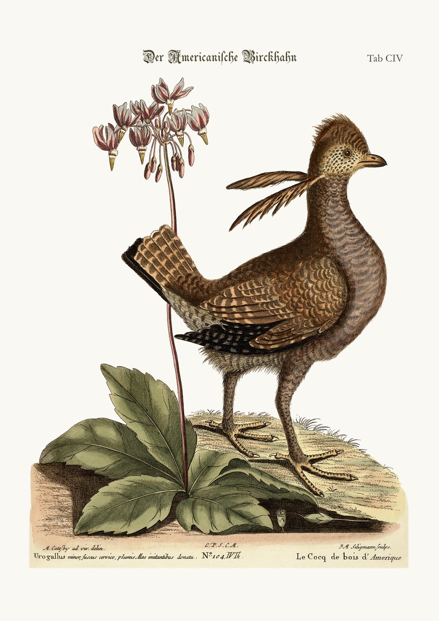 O Heathcock, 1749-73 de Mark Catesby