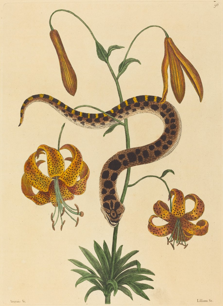 A cobra nariz de porco (Boa contortrix) de Mark Catesby