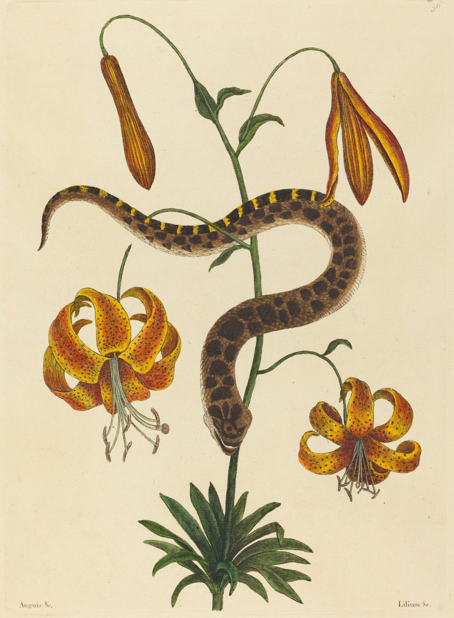 The Hog-nose Snake Boa contortrix, publicado em 1731-1743. de Mark Catesby