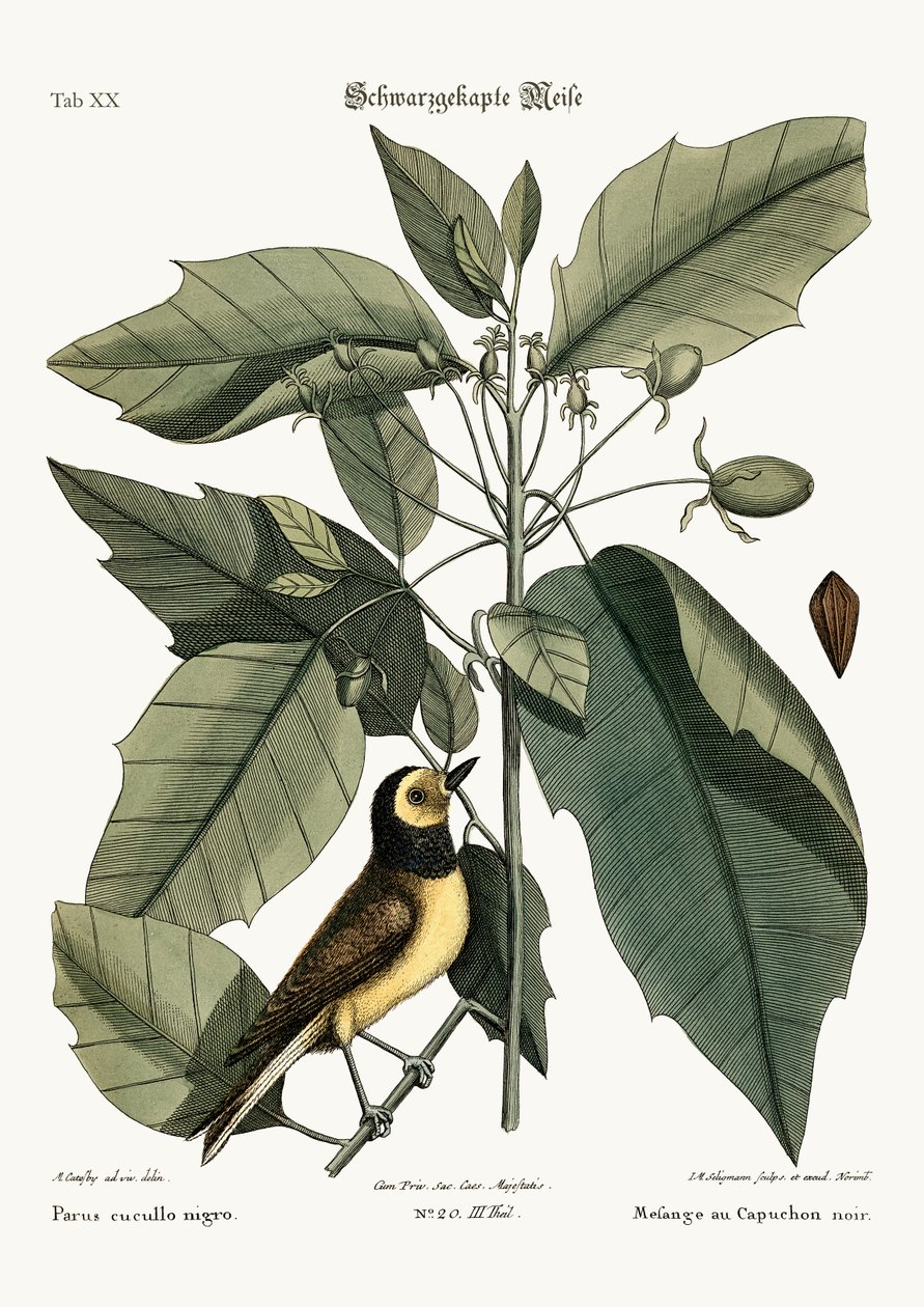O Titmouse encapuçado, 1749-73 de Mark Catesby