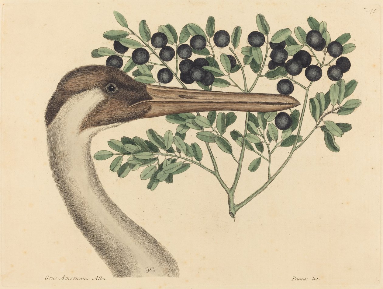 O Hooping Crane Ardea Americana, publicado 1731-1743. de Mark Catesby