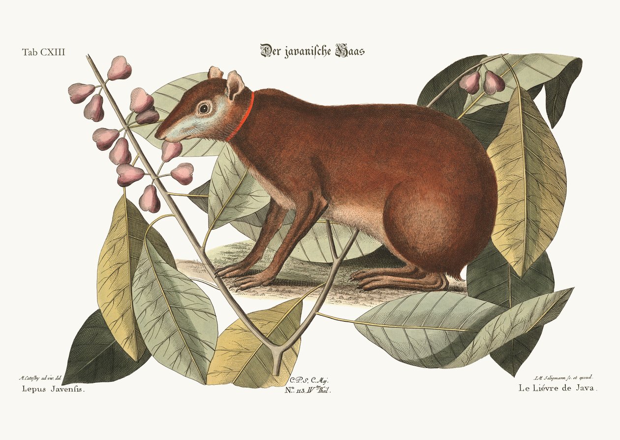 O Java Hare, 1749-73 de Mark Catesby