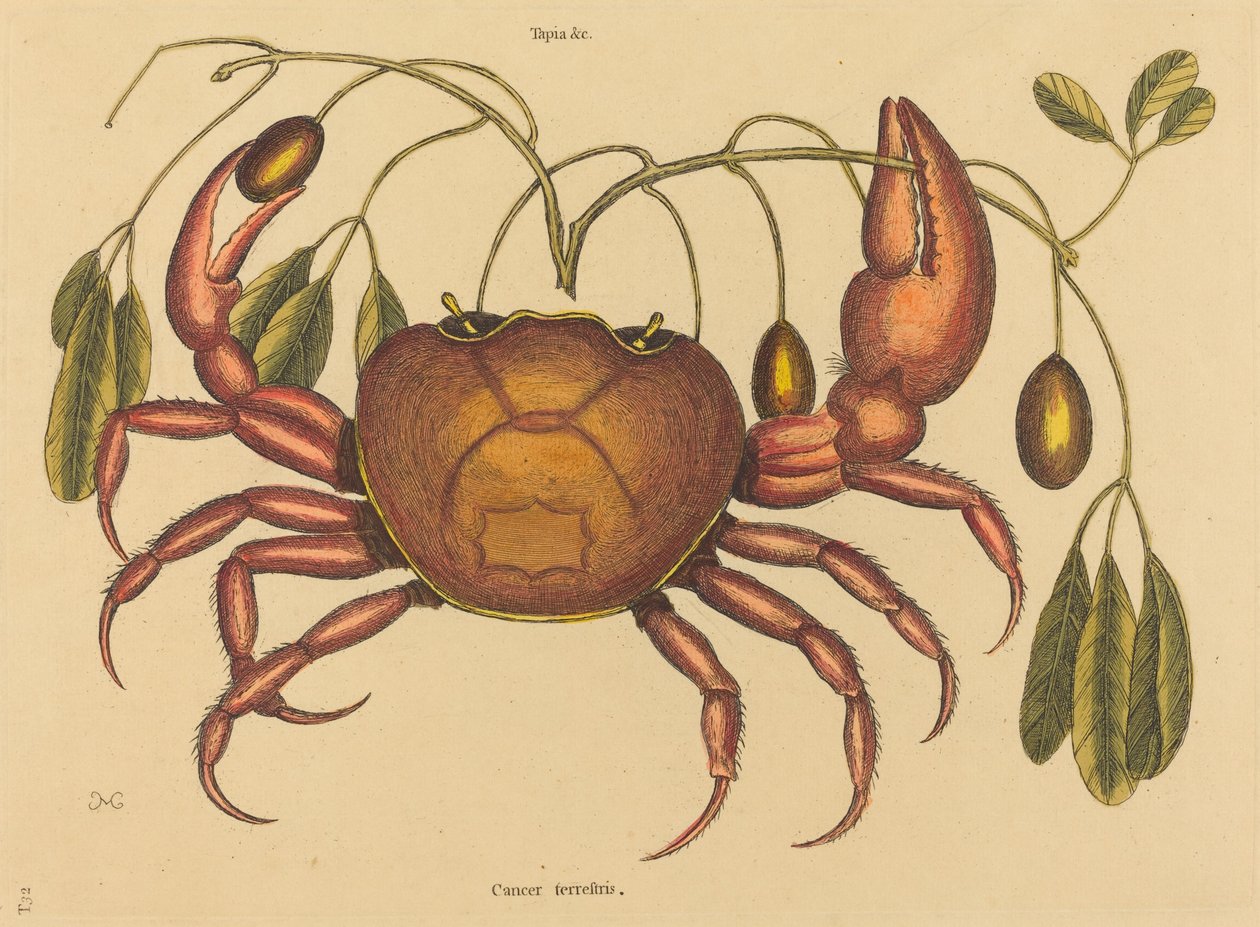 O caranguejo terrestre (Cancer ruricola) de Mark Catesby