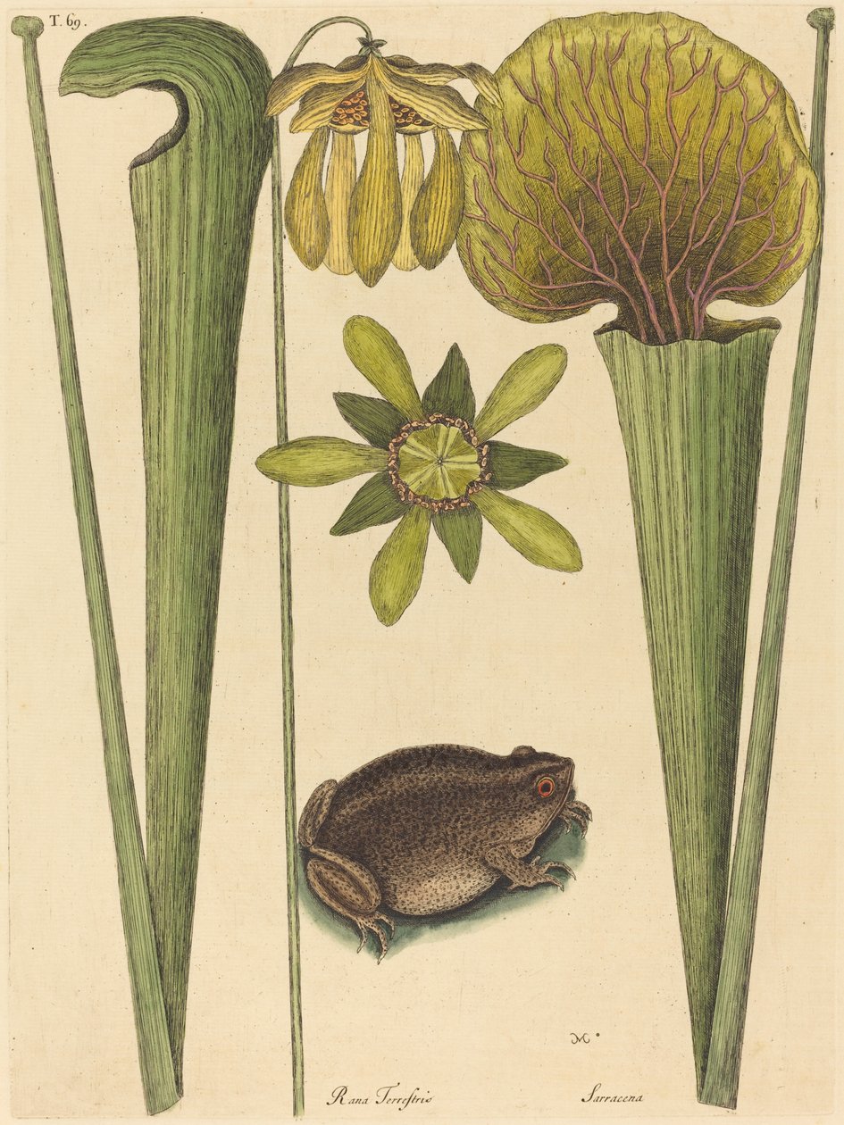 The Land Frog Rana, publicado em 1731-1743. de Mark Catesby