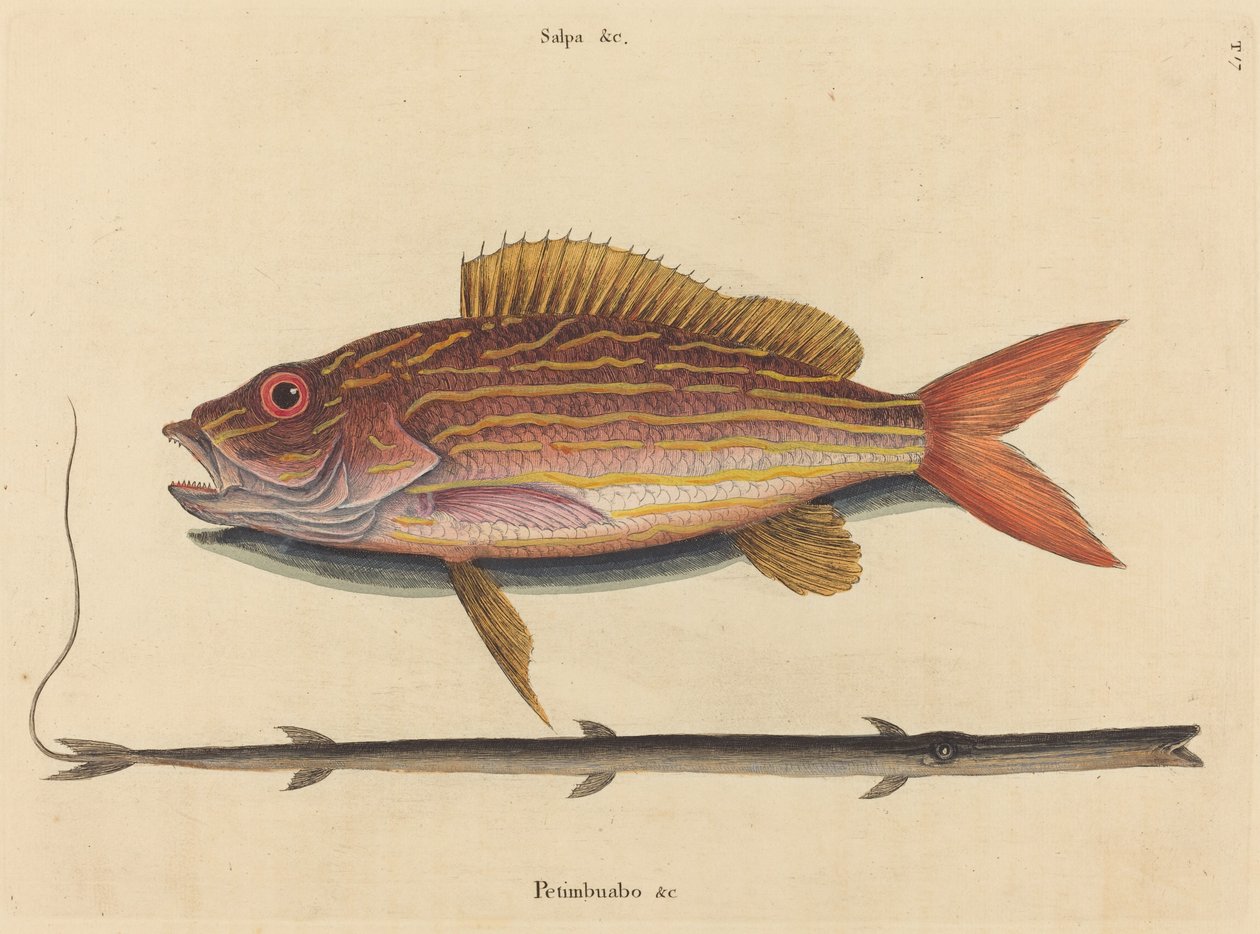 O Lane-snapper Sparus synagris, publicado 1731-1743. de Mark Catesby