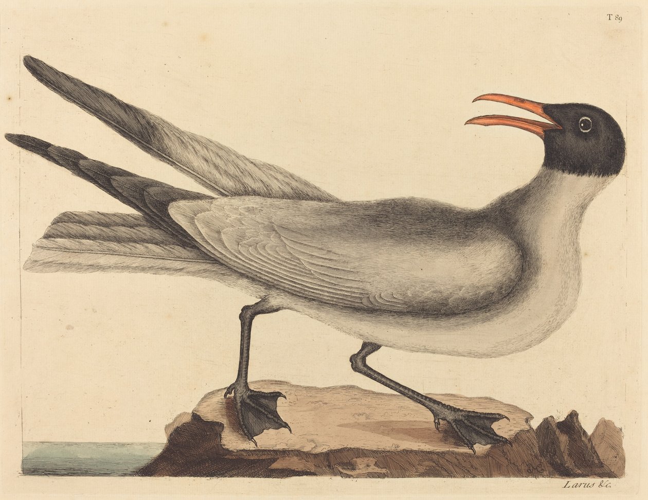 A Gaivota Rindo (Larus articilla) de Mark Catesby