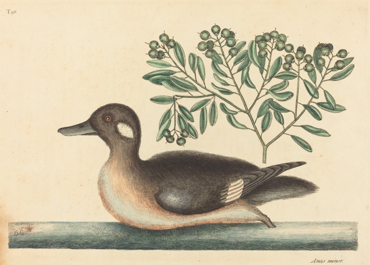 The Little Brown Duck Anas rustica, publicado em 1754. de Mark Catesby
